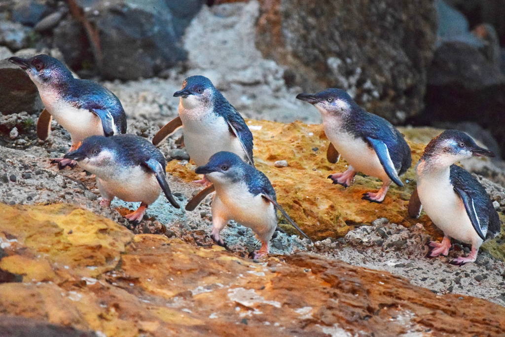 新西兰南岛旅游（8天7晚中东线）